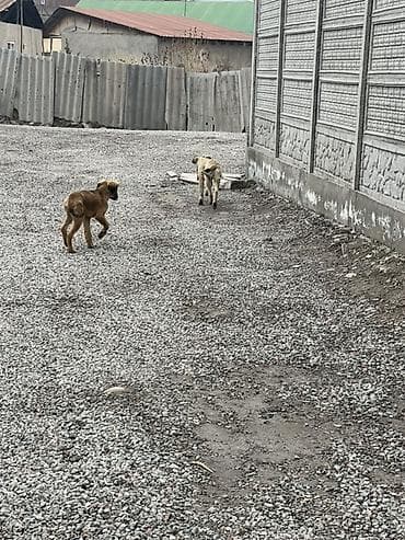 отдам даром щенят: Собака даром: 4 месяца, Самец — 6