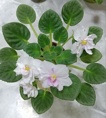 саженцы банана: В продаже детки,пасынкилистья сортовых мини и полумини фиалок 🌺🌿🌺 — 25