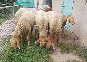 кочкор овца: Продаю | Баран (самец) | Арашан — 1