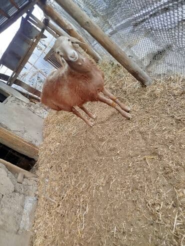 Кошки: Продаю | Баран (самец) — 1