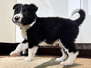 собака щенки: Колли, 1 месяц, Самка — 4