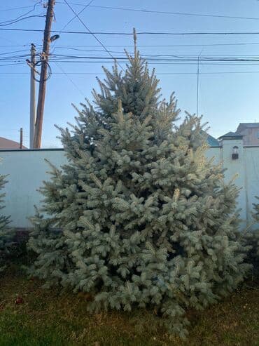 Ель колючая (голубая ель), зрелый экземпляр для озеленения участка. -