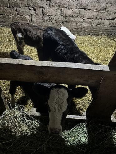 продаю бычки: Продаю | Музоо, торпок | На откорм — 3