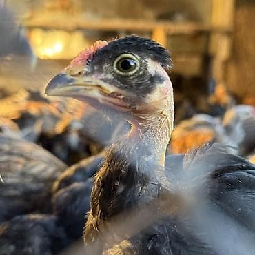 дакан цыпленок: Продаю | Цыплята | Для разведения — 3