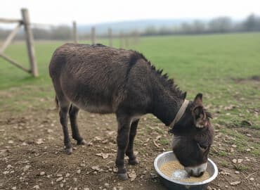 необычные животные: Ишак — 1