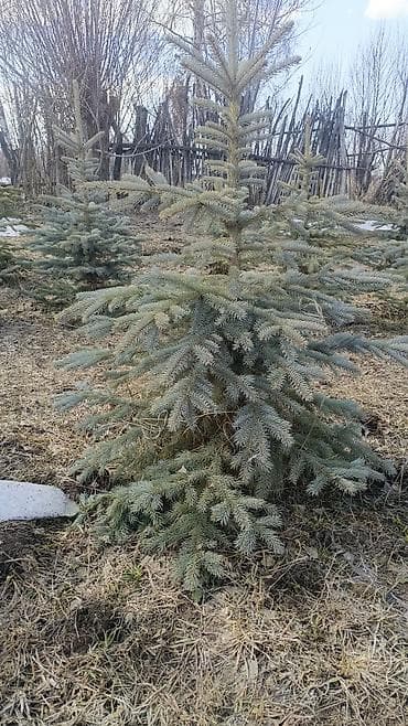 саженцы фундука: Еловые саженцы для озеленения (еловые и голубые ели) - Породы: ель — 4