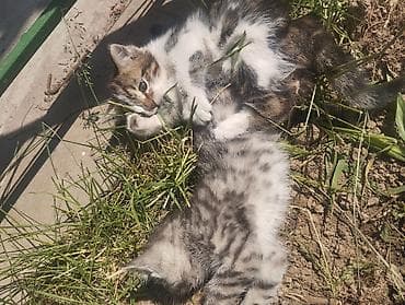 котенок даром: Кошка даром: Беспородная, Мальчик — 8