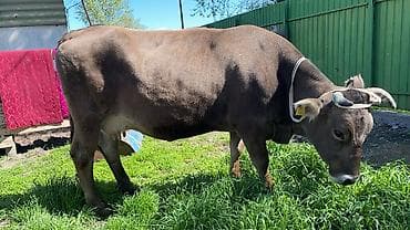 бык: Продаю | Корова (самка) | Алатауская, Швицкая | Для молока | Привязанные — 1