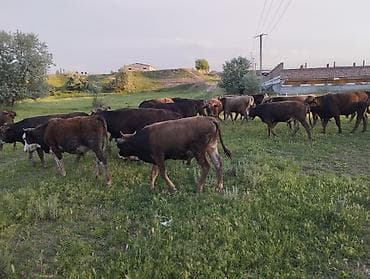 соль для животных: Продаю | Бык (самец) — 4