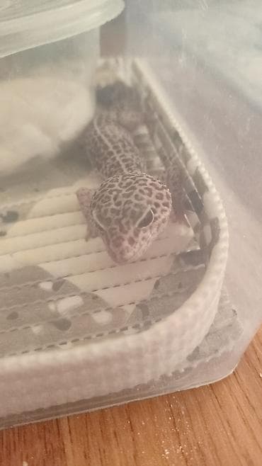 Животные: Продаю эублифара с необычным окрасом, самец 8месяца, с кормом и — 5