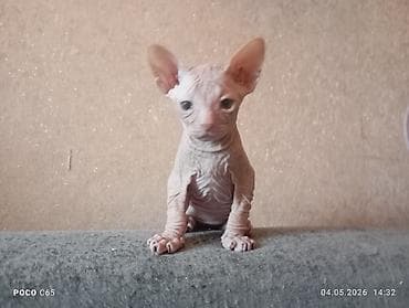 кошки в токмаке: Продажа кошек — 2