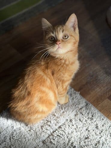 купить вислоухого котёнка: Котята-домашние любимцы А Описание: - Очаровательные котята с плюшевой — 3