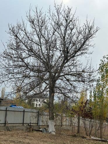 сколько стоит грецкий орех в бишкеке: Орех, жангак бак . 25 лет — 4