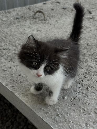 scottish fold: Очаровательный черно-белый котёнок с пушистой шерсткой и — 4