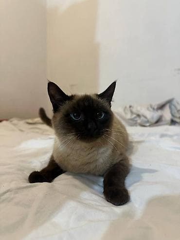 сиам: Сиамская кошка (окрас колор-пойнт) Кошечка с мягкой шерстью в добавок — 1