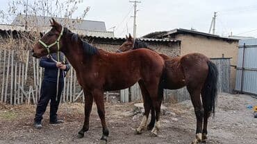 в добрые руки собаку: Продаю | Кобыла (самка) | Рабочий — 1