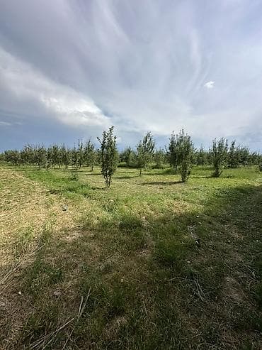Кыймылсыз мүлк: 500 соток, Айыл чарба үчүн — 2