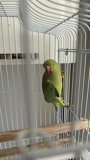 Продаю 2х попугаев: самец(1,5г), самка(1,8г) Зеленый попугай