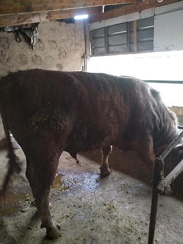 тайган ит: Сатам | Бука (эркек) | Бордоп семиртүү үчүн | Байланган — 1