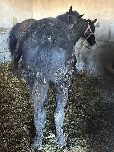 британская голубая кошка: Продаю | Жеребенок | Конный спорт — 2