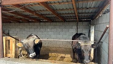 Ветеринар кызматы: Сатам | Бука (эркек) | Швиц | Көбөйтүү үчүн — 8