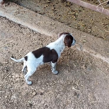 Услуги ветеринара: Щенок охотничьей породы мама спаниель пара круцхар смешаный с — 3