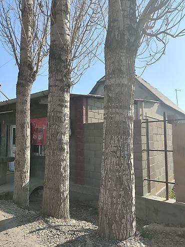 леса продажа: Топол теректер сатылат жоондугу примерно 500-600 диаметр ичкелери дагы — 2