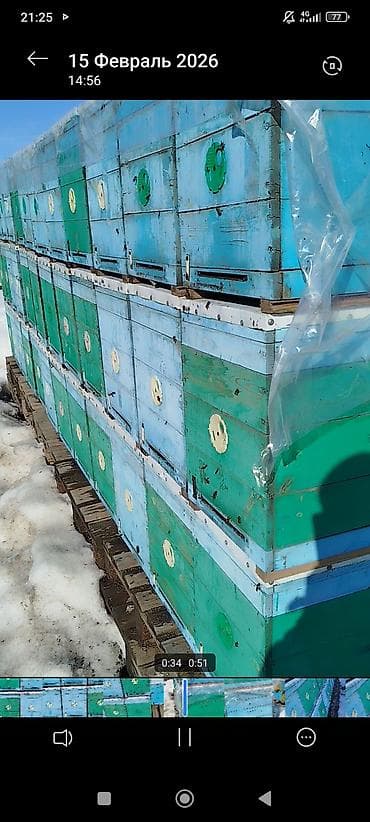 Пчёлы на высадку