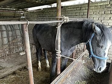 лошади аренда: Продаю | Конь (самец) | На забой, Для разведения, Рабочий — 4