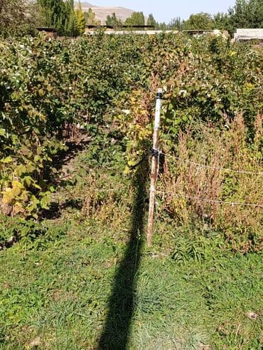 саженцы шиповника: Малина — 1