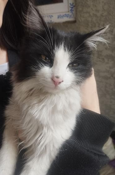 Отдам в добрые руки, черно белые два мальчика, черные мальчик и