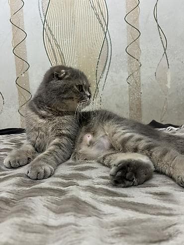 Скотиш Фолд (Шотландская вислоухая), 2 года, Девочка, Серый — 3