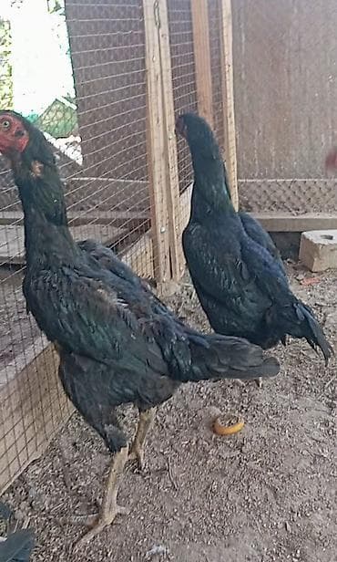 золотой ворон: Продаю | Петух | Бойцовая | Для боев — 1