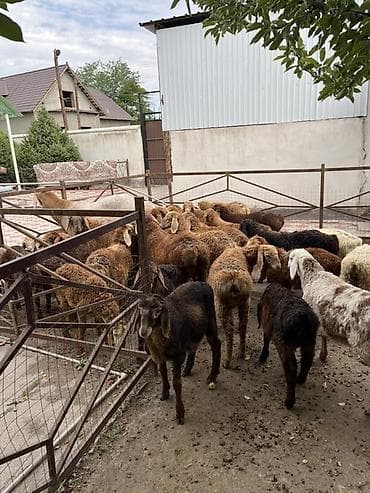 баранина живой: Продаю | Ягненок | Для разведения | Племенные — 4