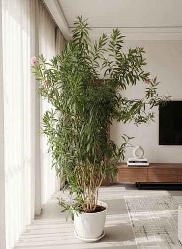 Крупный комнатный олеандр (Nerium oleander) в напольном горшке. -