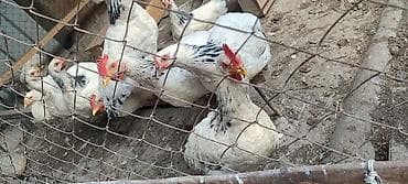 Куры, петухи: Продаю | Инкубационные яйца | Суссекс | Для разведения — 4