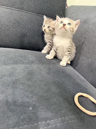 scottish fold: Скотиш Страйт (Шотландская прямоухая), 1 месяц, Девочка, Серый, Приучена к лотку, Проглистована — 4