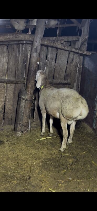 дом животных: Продаю | Баран (самец) | Для разведения | Осеменитель — 5