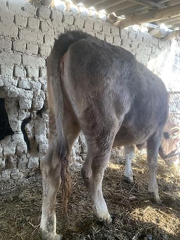 карова швиц: Продаю | Корова (самка) | Швицкая | Для молока — 4