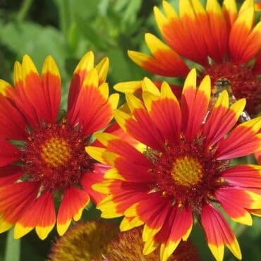 семена адениума купить: Көчөттөр гүлдүн: Флокстор — 17