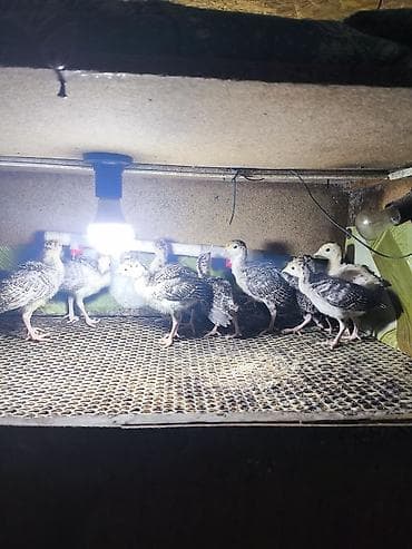 Товары и оборудование для с/х животных: Продаю | Индюшата | Бройлерная | На забой — 2