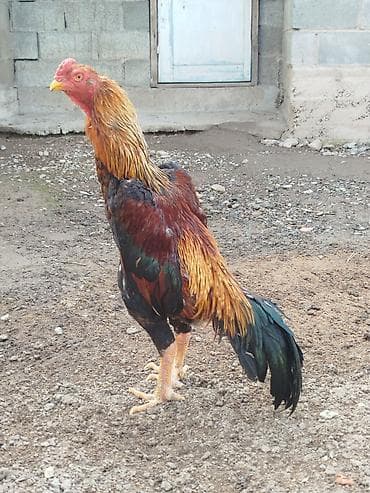 в мире птиц: Дакан короздор сатылат активный алмашу жолдору бар жемге жугоруго — 2