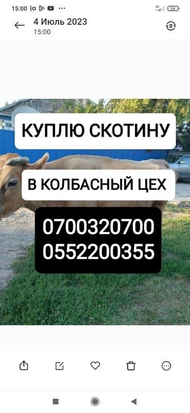 домик для кроликов: Куплю | Коровы, быки, Лошади, кони | Любое состояние, Круглосуточно, Забитый — 1