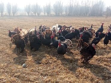 дикие кошки: Продаю | Индюк (самец) | Черный принц | Для разведения | Племенные — 3