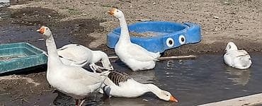 ласка купить: Домашние гуси (белые, серо-пегие) - Порода: крупные домашние гуси с — 1