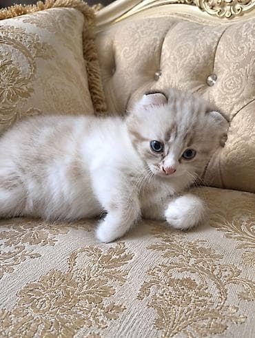 d cat: Скотиш Фолд (Шотландская вислоухая), 1 месяц, Девочка, Лиловый, Метис, Приучена к лотку — 9