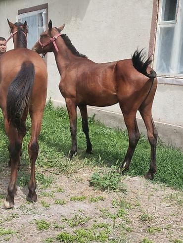 кошки мальчик: Продаю | Жеребец | Конный спорт — 7