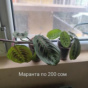 Комнатные растения: Цветы, Комнатные растения, название,цены указаны на фото, район — 5