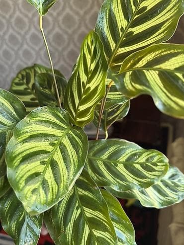 ниже: Калатея (Calathea makoyana/“Павлиний лист”) в горшке. - Пышный куст с — 2