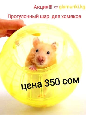 акустические системы atlanfa колонка в виде собак: Прогулочный шар для хомяков, все размеры для маленьких. Есть — 1